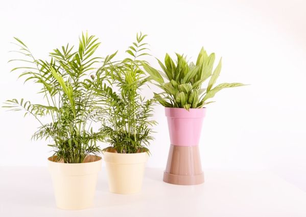  5 tipů pro jarní přesazování pokojových rostlin