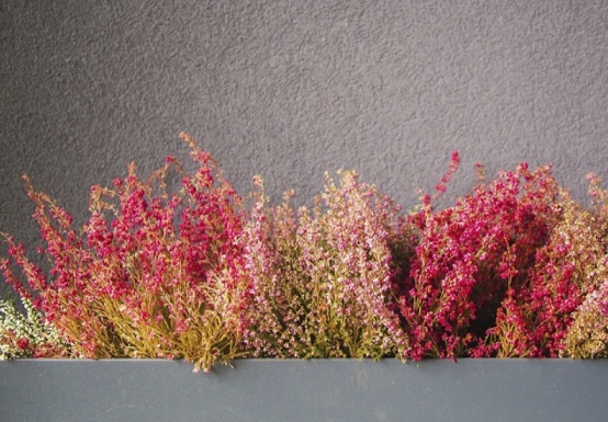 Rostliny na balkoně v zimě: Jak dobře přezimovat?