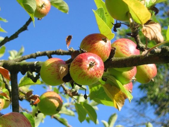 Příprava ovocných stromů na letní sezónu