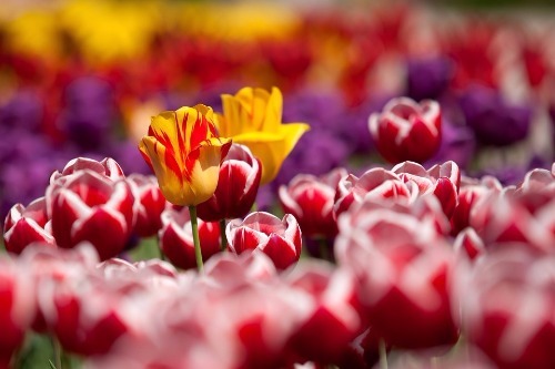 tulips-65305_960_720