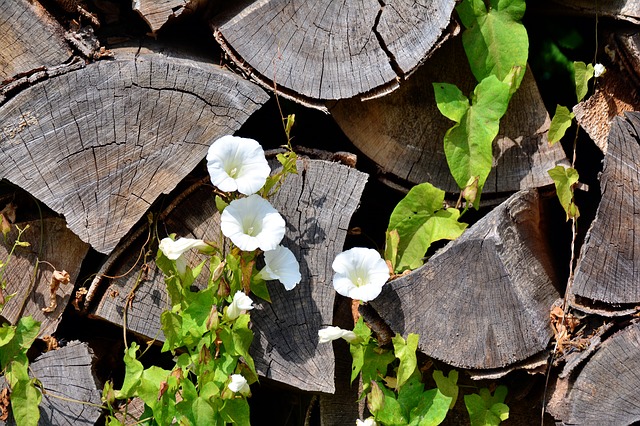 bindweed-3533845_640