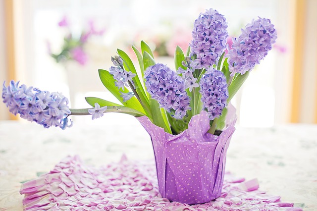 hyacinth-g58b789264_640