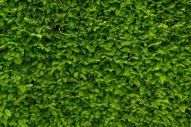 intensely-green-hornbeam-wallpaper-g060e436ec_640