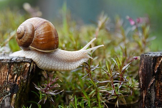 snail-4729777_640