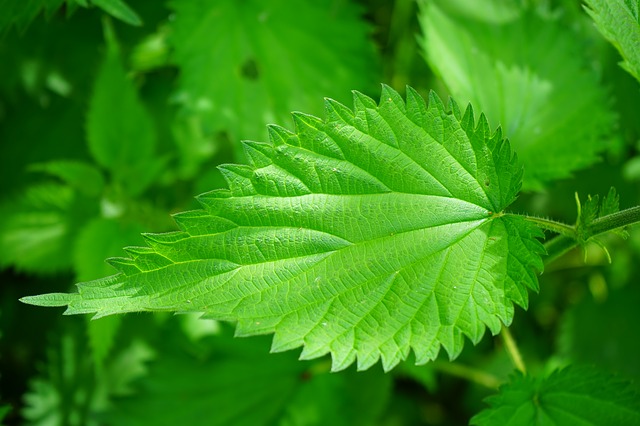 stinging-nettle-474357_640