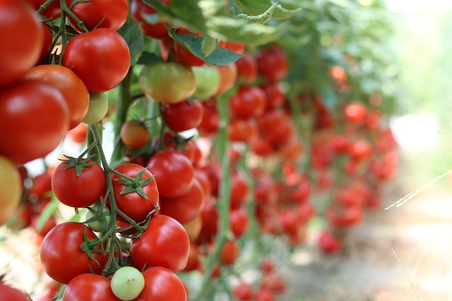 tomatoes-3016550_640