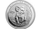 Australian Koala