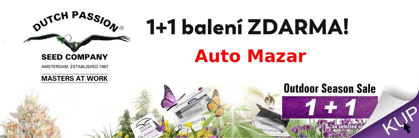 Dutch Passion Auto Mazar