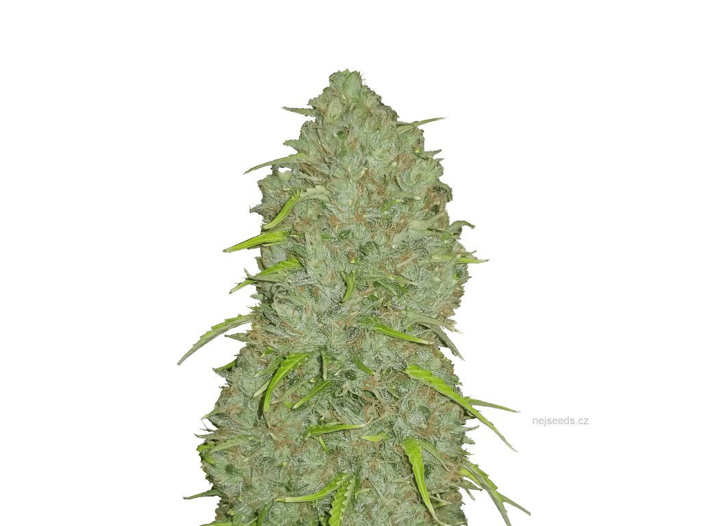 Original Auto Jack Herer (FastBuds Seeds) Autoflower Seeds