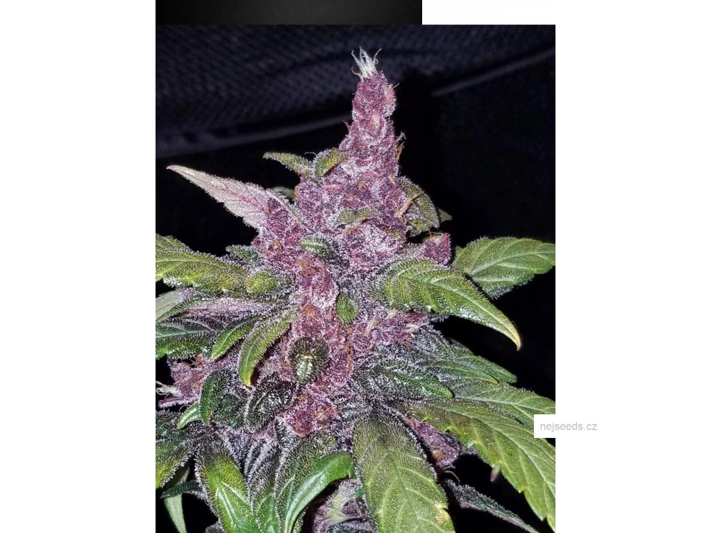 4879_lsd25.jpg?639e0f15
