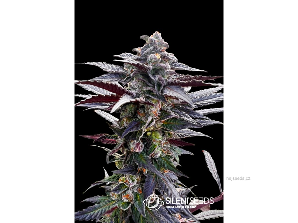 Silent Seeds Pink Sunset by Sherbinskis - NejSeeds.cz