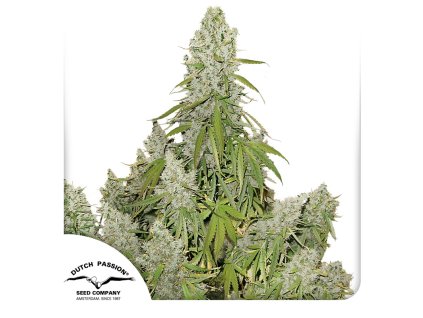 Auto Ultimate Dutch Passion Seed company
