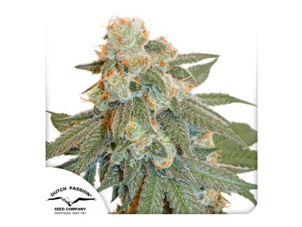 Auto Orange Bud Dutch Passion Seed company