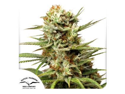 Auto White Widow Dutch Passion Seed company