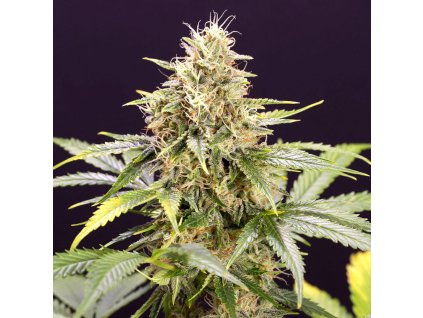chocolate mint og 1