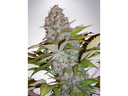 auto cheese nl feminizovan 55e