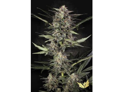 Auto Wappa Paradise Seeds 2025