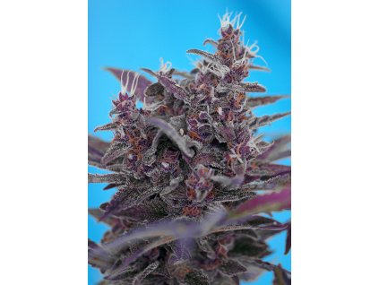 BLACKCREAM AUTO SWS37