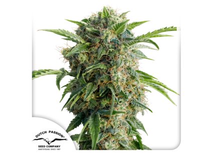 Auto Daiquiri Lime Dutch Passion Seed company