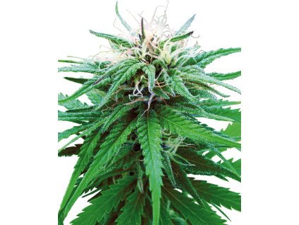 ruderalis indica xl
