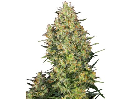 shiva skunk xl