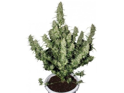 Buddha Seeds Magnum Auto