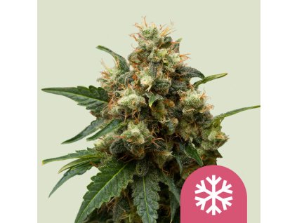 ice