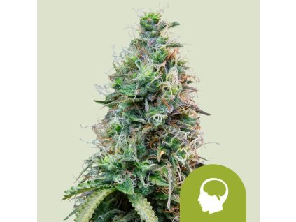 amnesia haze automatic