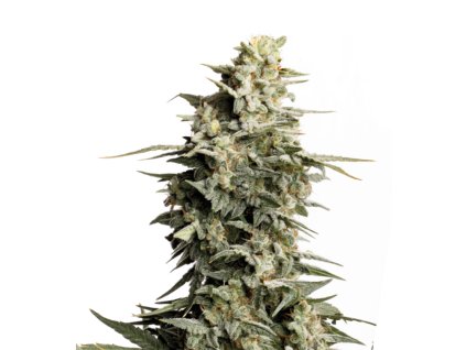 big bud feminizovana semena konopi