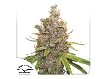 Auto Glueberry OG Dutch Passion Seed company