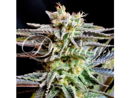 sugar black rose 7
