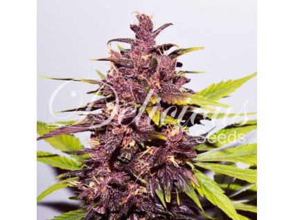 auto dark purple 3 2