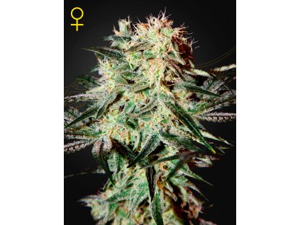 ArjanStrawberryHaze