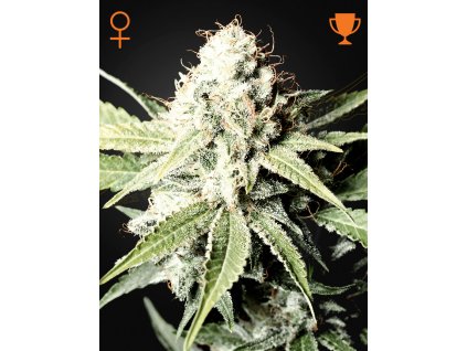 GreatWhiteShark