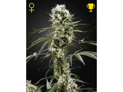 SuperLemonHaze