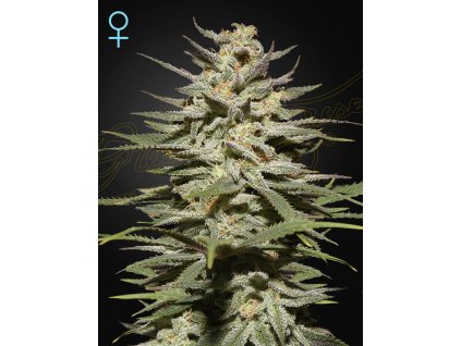 SuperLemonHazeCBD