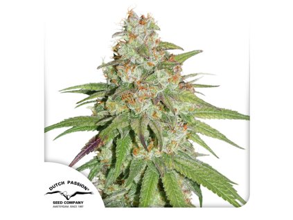 Glueberry OG Dutch Passion Seed company