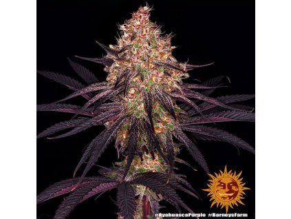 ayahuasca purple 1 241291