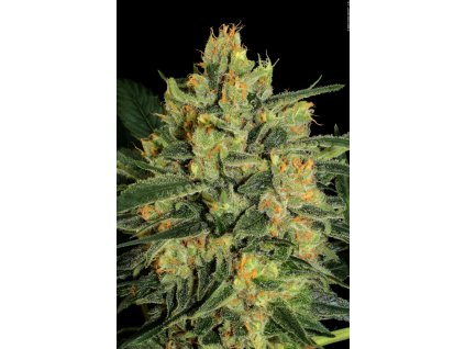 2 cbd strain Durga Mata 08 copyright by gbi 2014