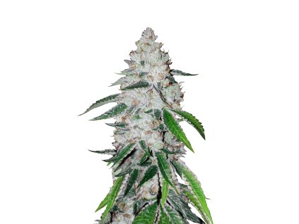 l tsp 2x west coast og transparent 1690109749
