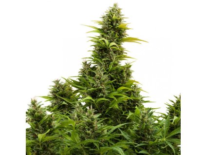 Buddha Seeds Medikit CBD Auto