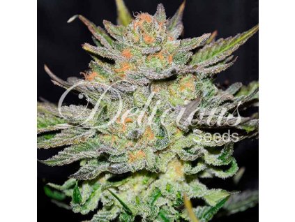 Delicious Auto Blue Ace CBD