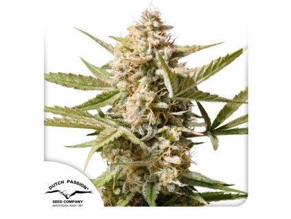 Auto Cinderella Jack Dutch Passion Seed company