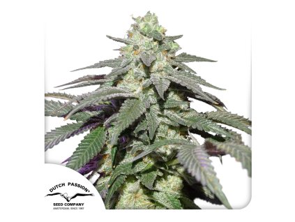 Auto Skywalker Haze Dutch Passion Seed company