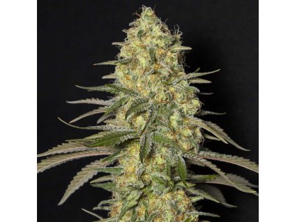 black dream