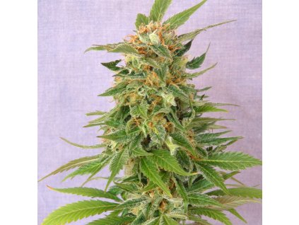 ginger punch auto product image 113