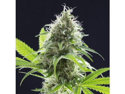 kama kush cbd product image 2262