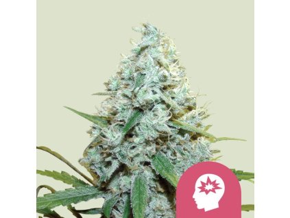 amg amnesia mac ganja