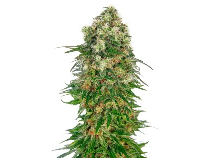 shiva skunk automatic xl