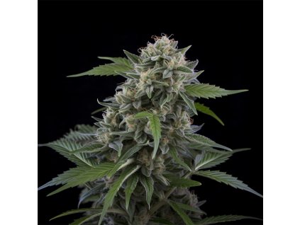 STRAINS (TOM KUSH OG) 640